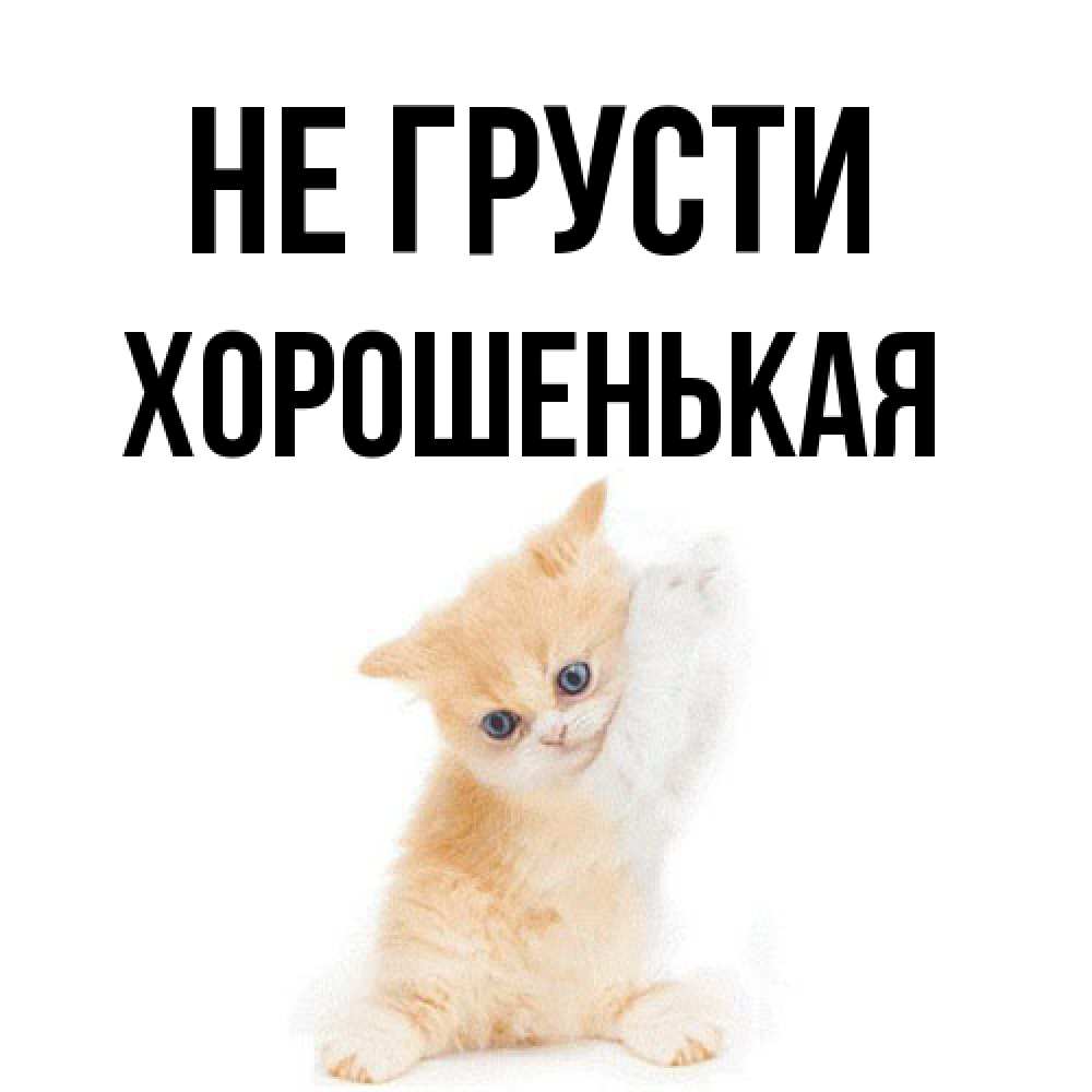 Открытка на каждый день с именем, хорошенькая Не грусти просящий кот Прикольная открытка с пожеланием онлайн скачать бесплатно 