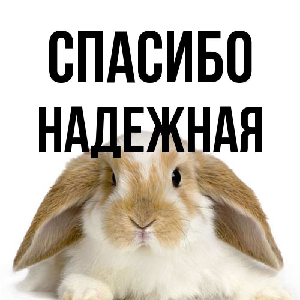 Открытка на каждый день с именем, надежная Спасибо коричнево белый заяц Прикольная открытка с пожеланием онлайн скачать бесплатно 