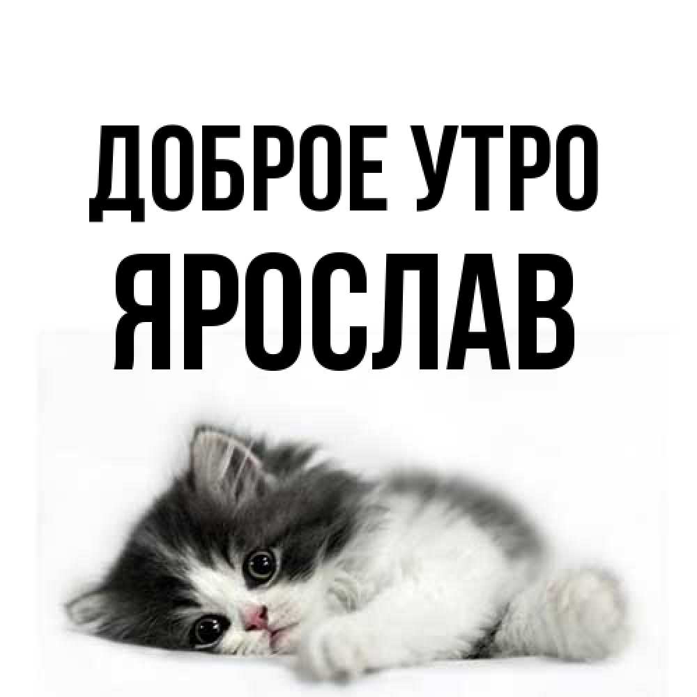 Открытка на каждый день с именем, Ярослав Доброе утро кот лапки Прикольная открытка с пожеланием онлайн скачать бесплатно 