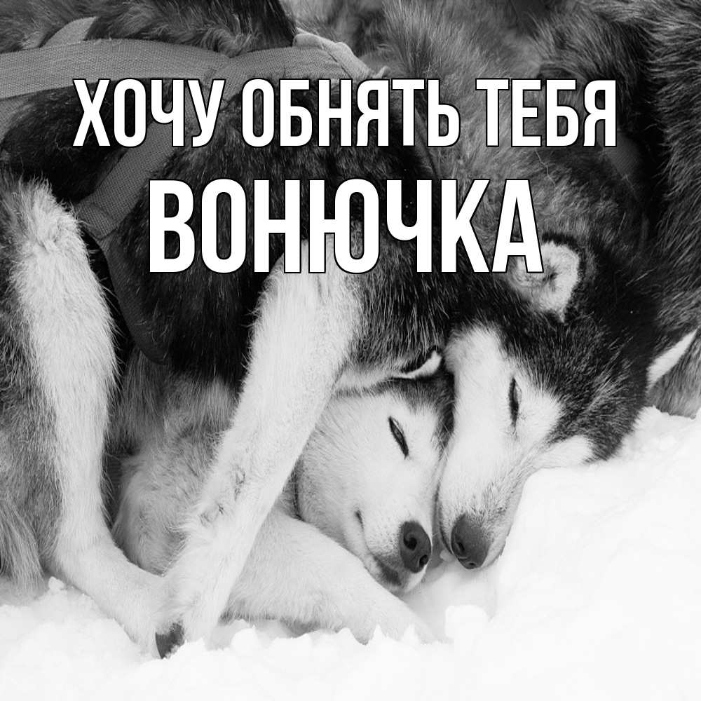 Открытка на каждый день с именем, Вонючка Хочу обнять тебя собачки в упряжке Прикольная открытка с пожеланием онлайн скачать бесплатно 