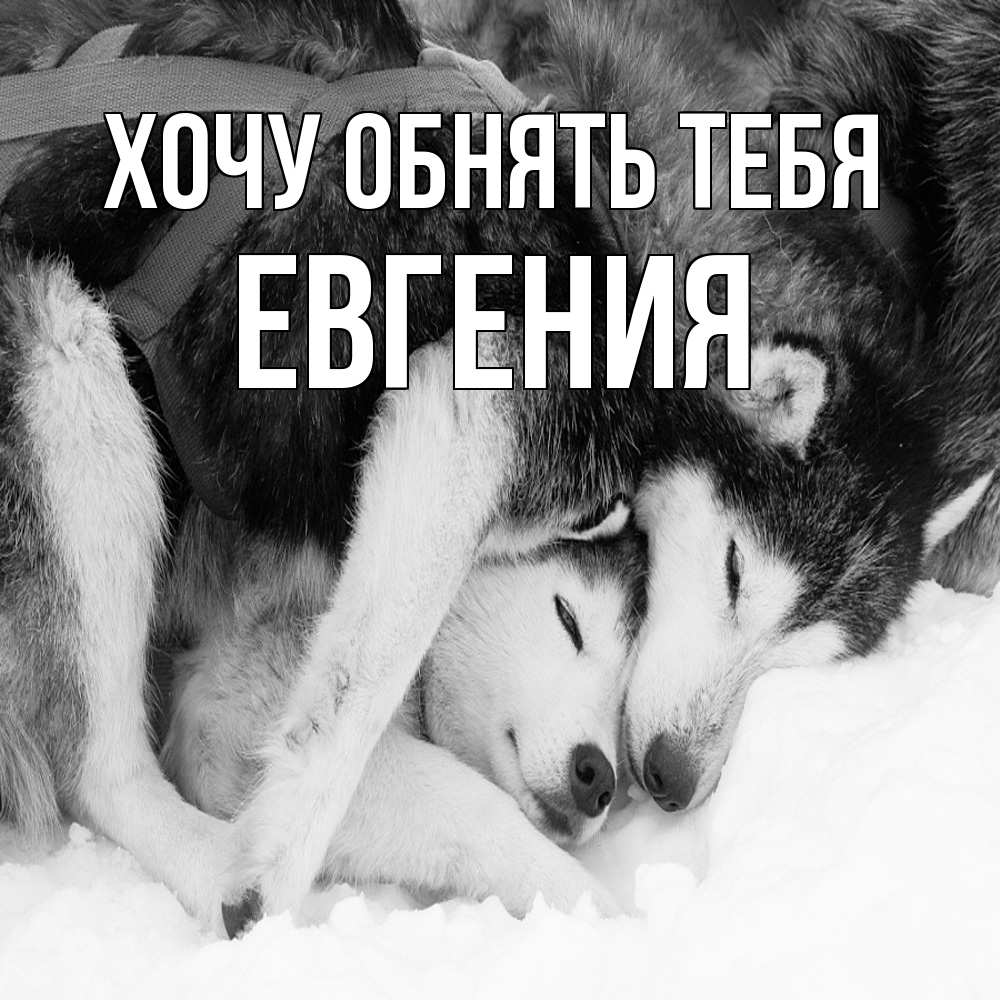Открытка на каждый день с именем, Евгения Хочу обнять тебя собачки в упряжке Прикольная открытка с пожеланием онлайн скачать бесплатно 