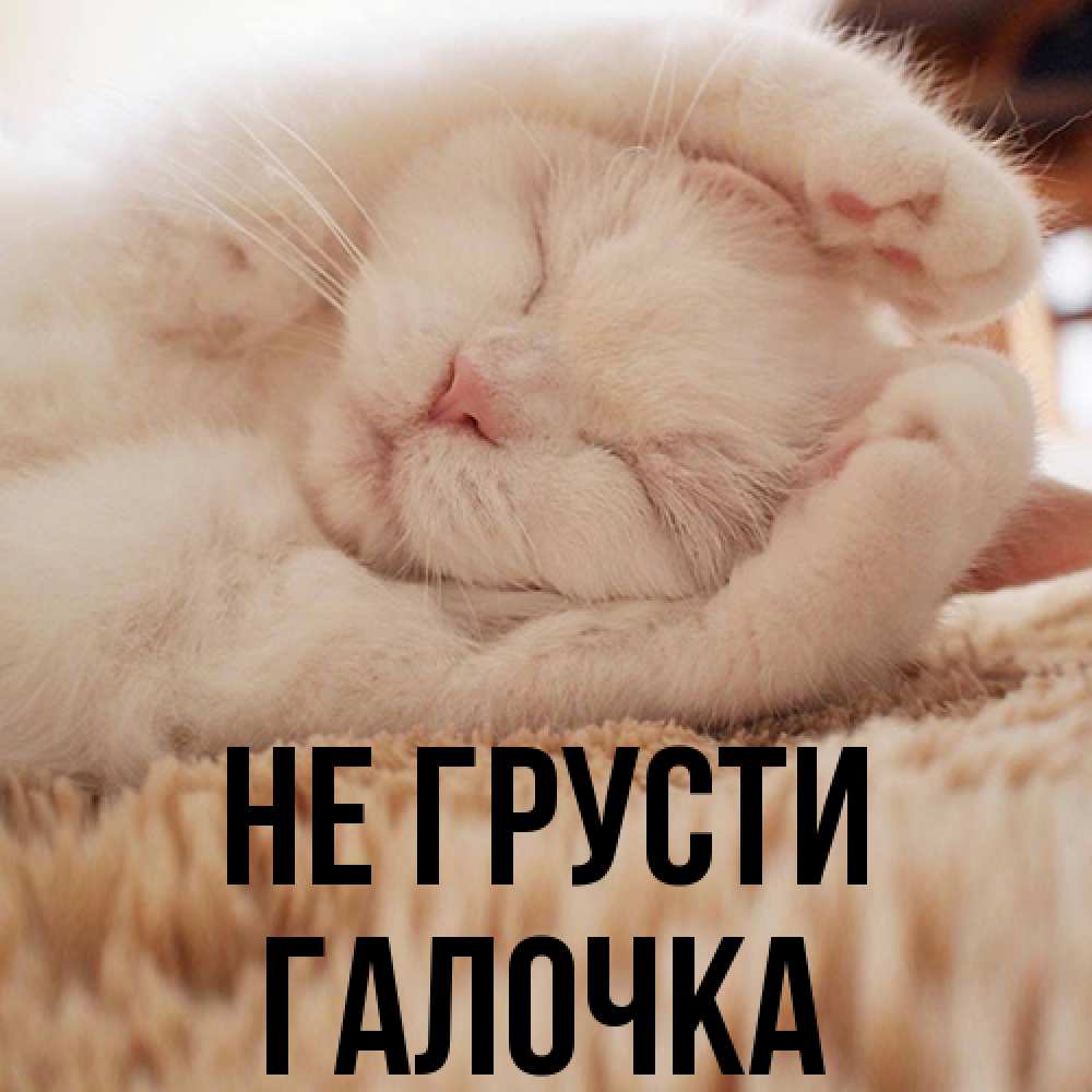 Открытка на каждый день с именем, Галочка Не грусти Котенок спит Прикольная открытка с пожеланием онлайн скачать бесплатно 
