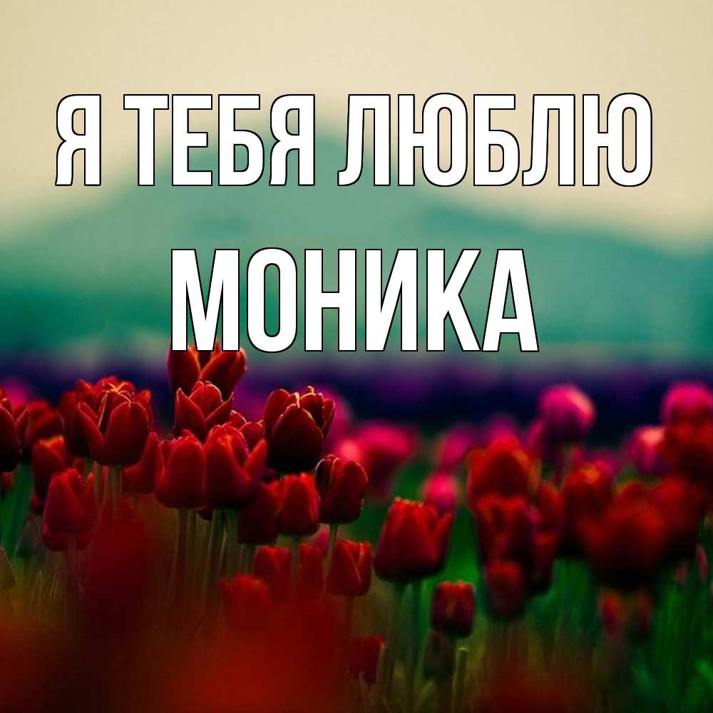 Открытка на каждый день с именем, Моника Я тебя люблю тюльпаны 4 Прикольная открытка с пожеланием онлайн скачать бесплатно 