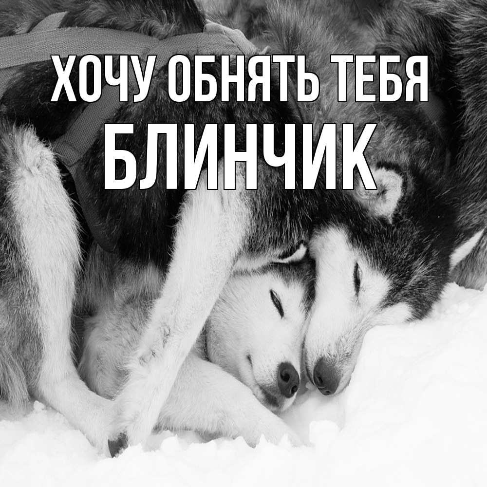 Открытка на каждый день с именем, Блинчик Хочу обнять тебя собачки в упряжке Прикольная открытка с пожеланием онлайн скачать бесплатно 