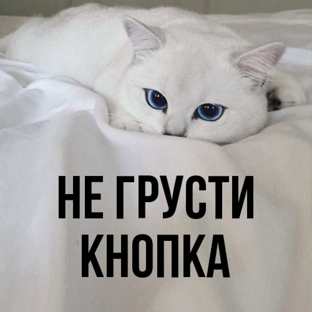 Открытка на каждый день с именем, Кнопка Не грусти Голубоглазая кошка Прикольная открытка с пожеланием онлайн скачать бесплатно 