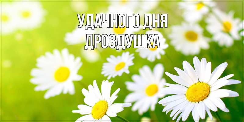 Картинка Удачного дня, Дроздушка