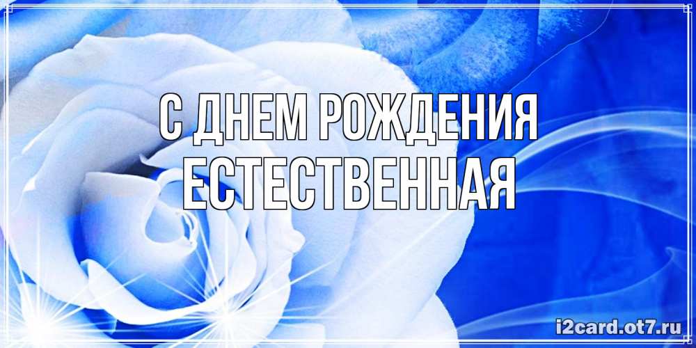 Открытка на каждый день с именем, Естественная С днем рождения белая роза на голубом фоне Прикольная открытка с пожеланием онлайн скачать бесплатно 