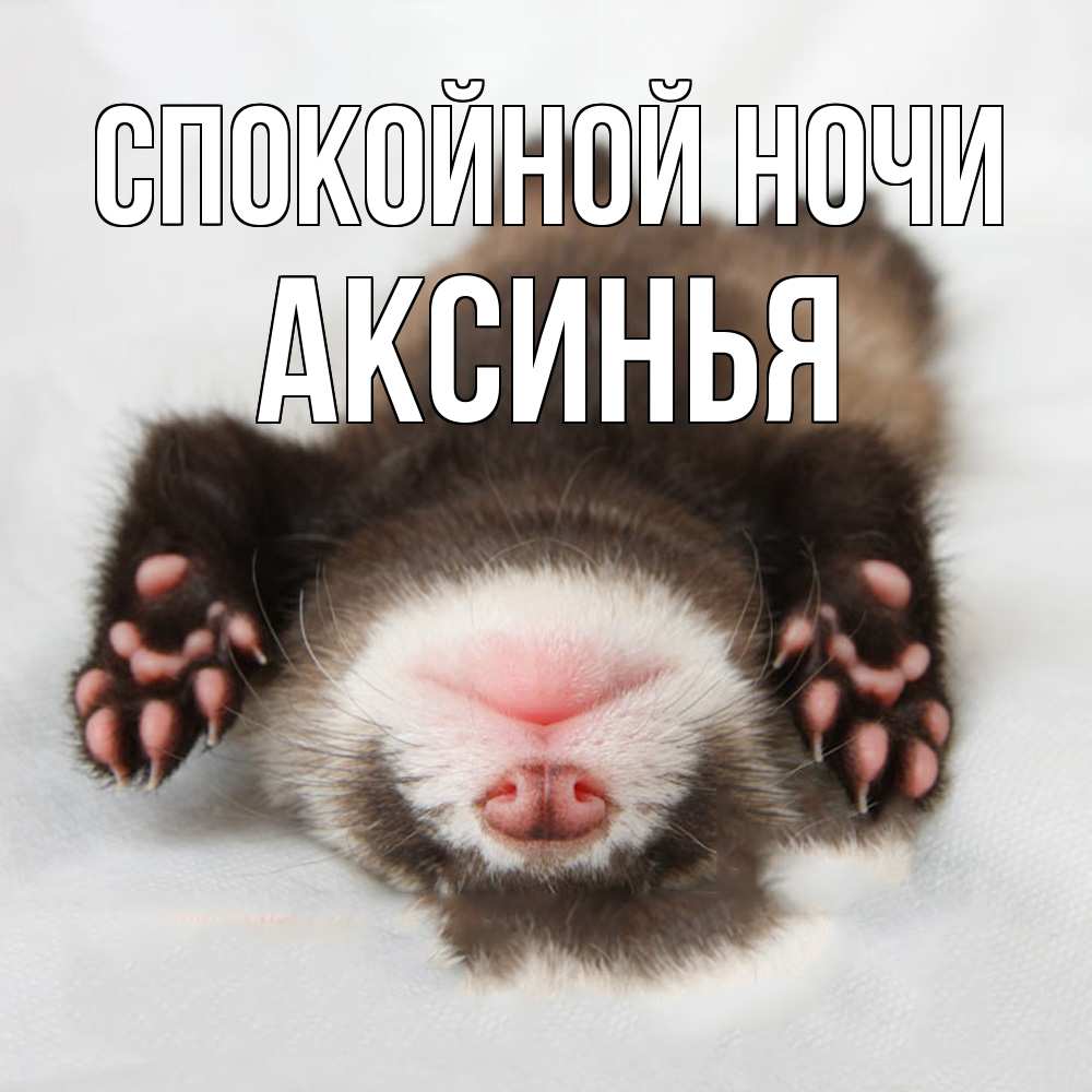 Открытка на каждый день с именем, Аксинья Спокойной ночи зверек Прикольная открытка с пожеланием онлайн скачать бесплатно 