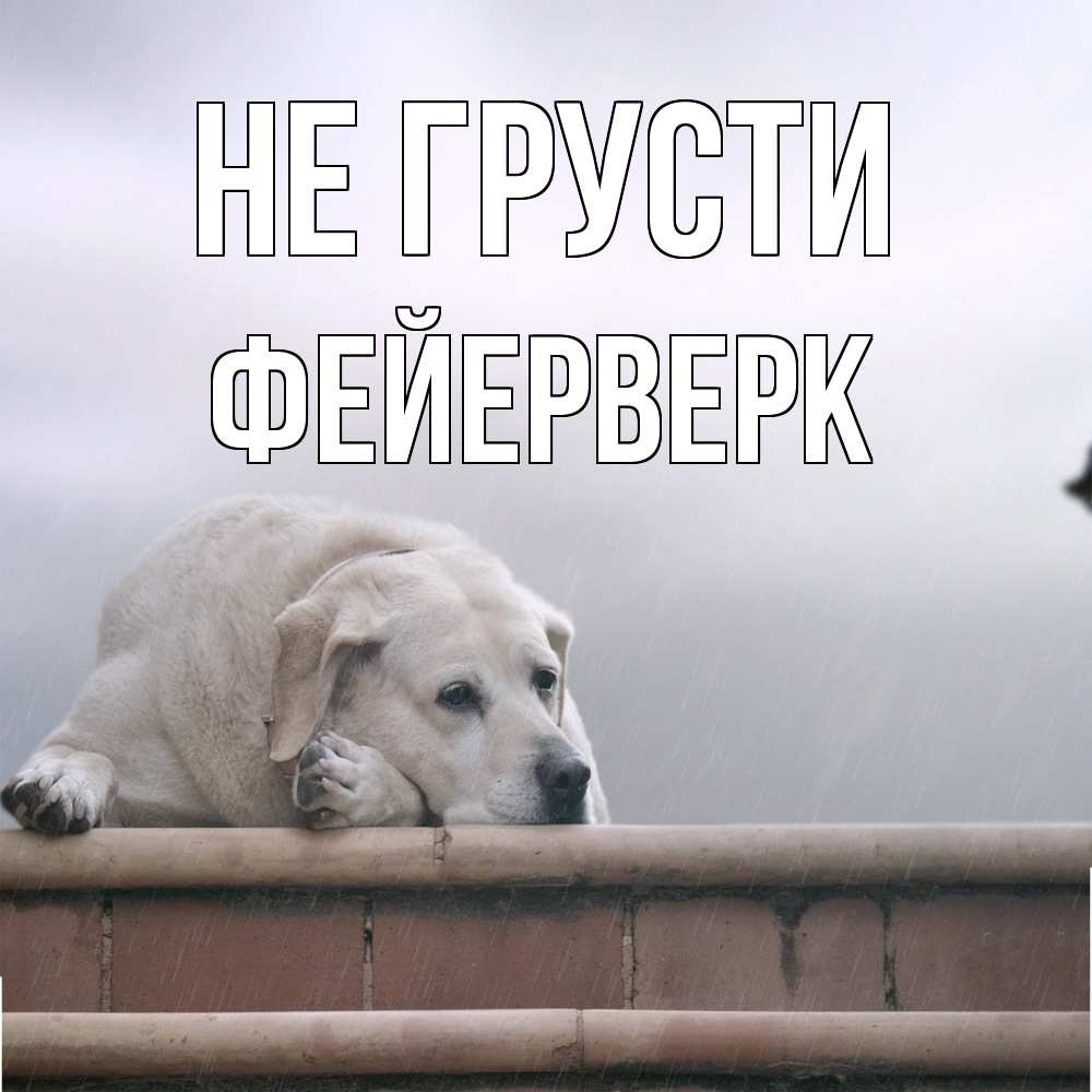 Открытка на каждый день с именем, Фейерверк Не грусти белый пес 1 Прикольная открытка с пожеланием онлайн скачать бесплатно 