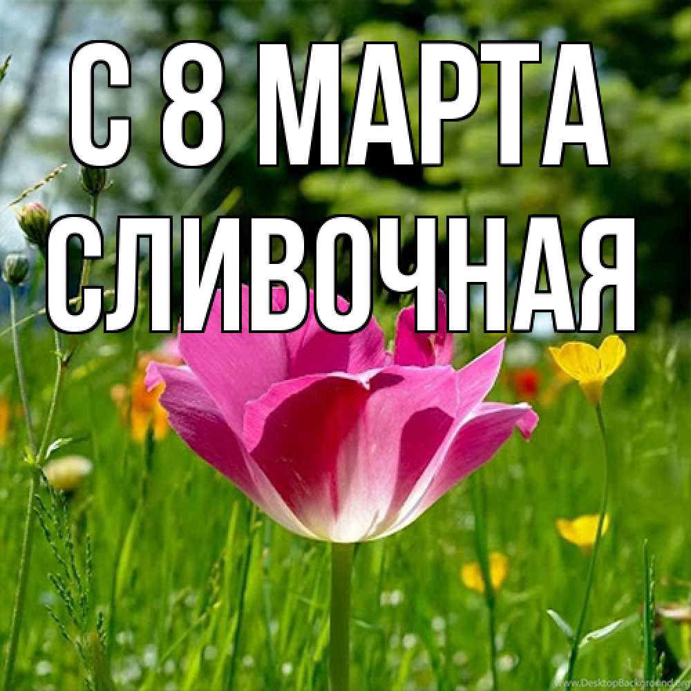 Открытка на каждый день с именем, Сливочная C 8 МАРТА полевые цветы Прикольная открытка с пожеланием онлайн скачать бесплатно 