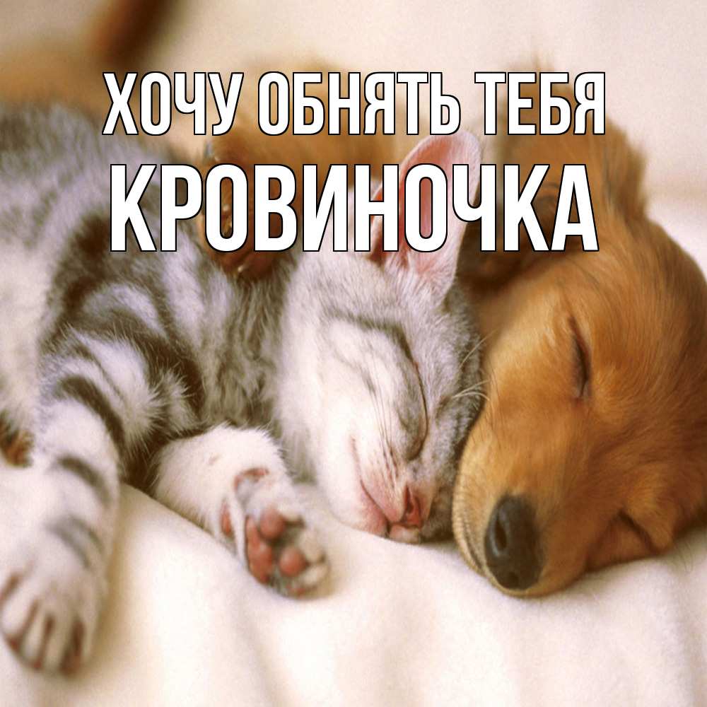 Открытка на каждый день с именем, кровиночка Хочу обнять тебя пес и котенок Прикольная открытка с пожеланием онлайн скачать бесплатно 