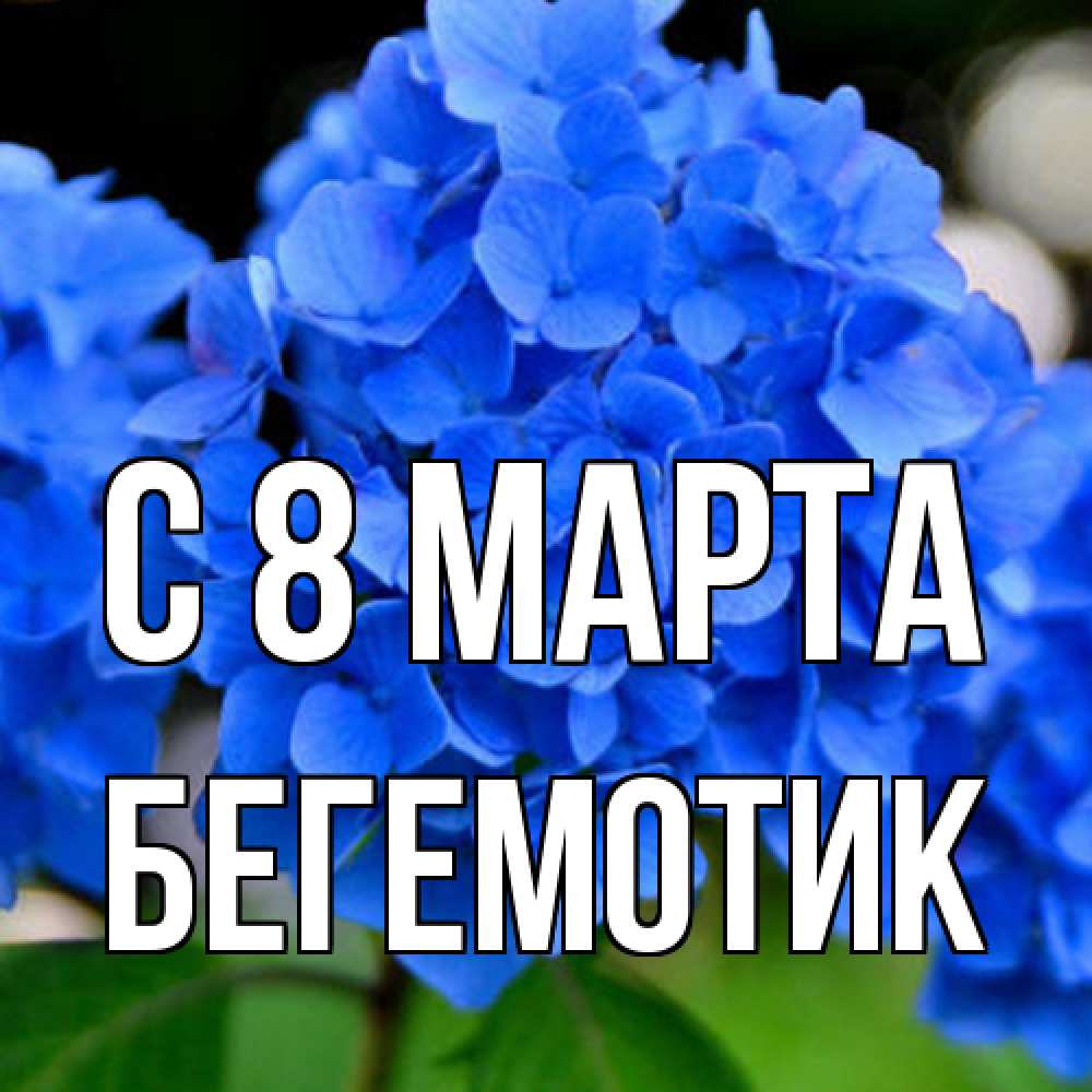 Открытка на каждый день с именем, Бегемотик C 8 МАРТА синие цветы Прикольная открытка с пожеланием онлайн скачать бесплатно 