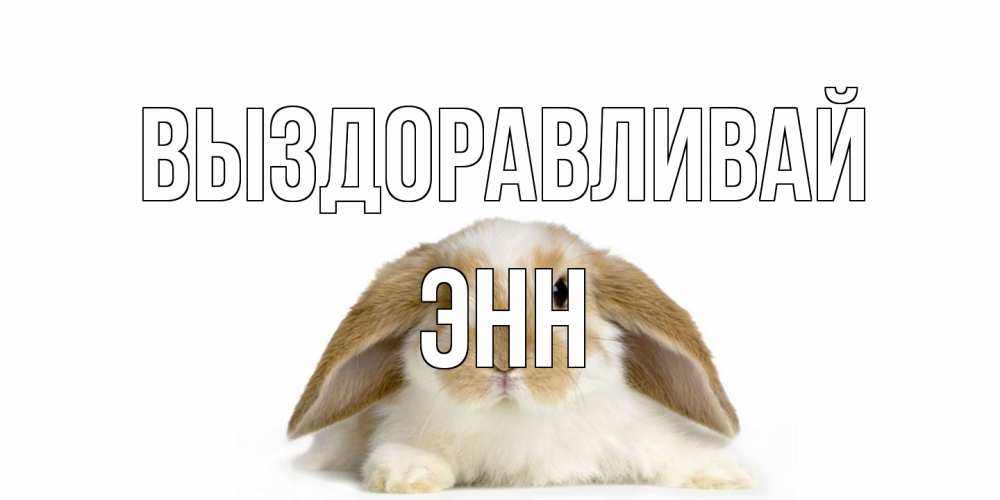 Открытка на каждый день с именем, Энн Выздоравливай вислоухий кролик белого и коричневого цвета Прикольная открытка с пожеланием онлайн скачать бесплатно 
