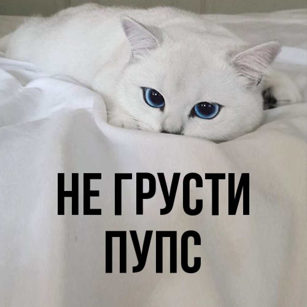 Открытка на каждый день с именем, Пупс Не грусти Голубоглазая кошка Прикольная открытка с пожеланием онлайн скачать бесплатно 