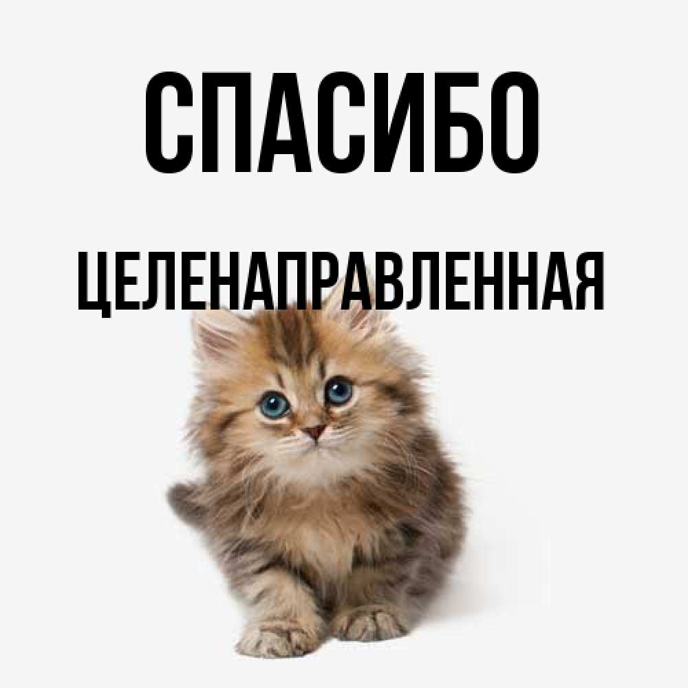 Открытка на каждый день с именем, целенаправленная Спасибо пушистый котик Прикольная открытка с пожеланием онлайн скачать бесплатно 