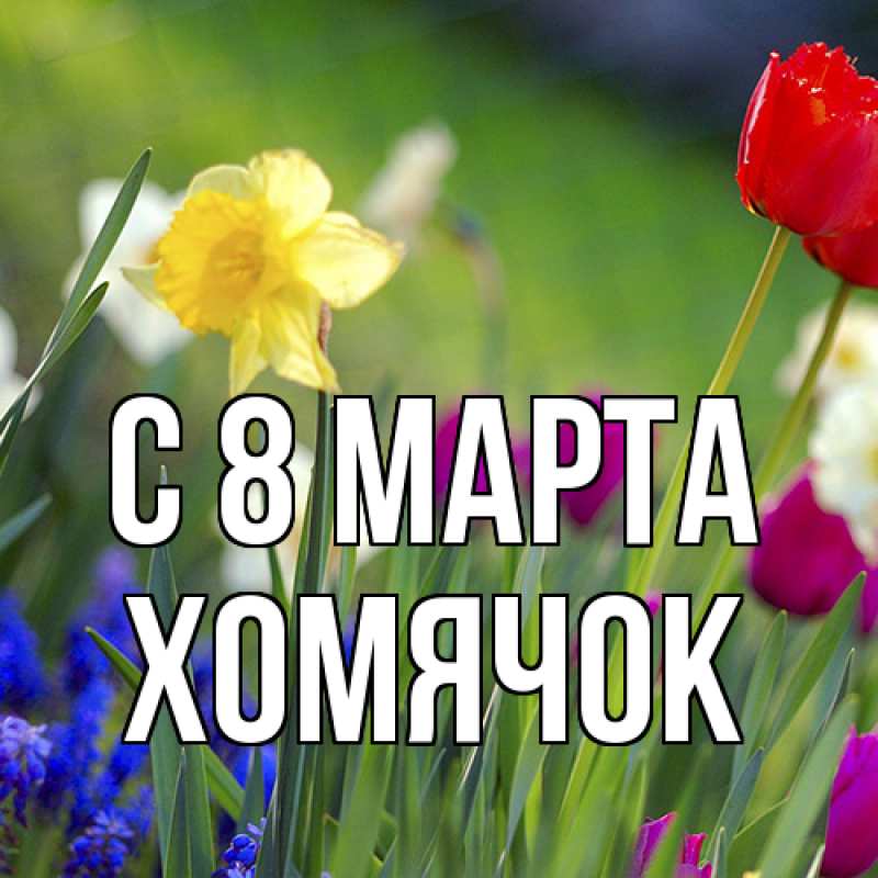 Картинка C 8 МАРТА, Хомячок