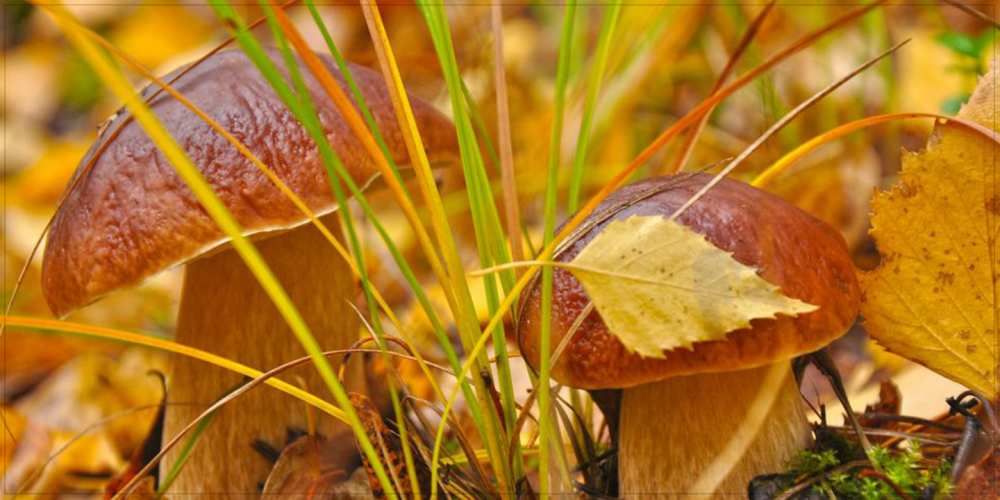 Открытка на каждый день с именем, арина Доброе утро осенние грибы Прикольная открытка с пожеланием онлайн скачать бесплатно 