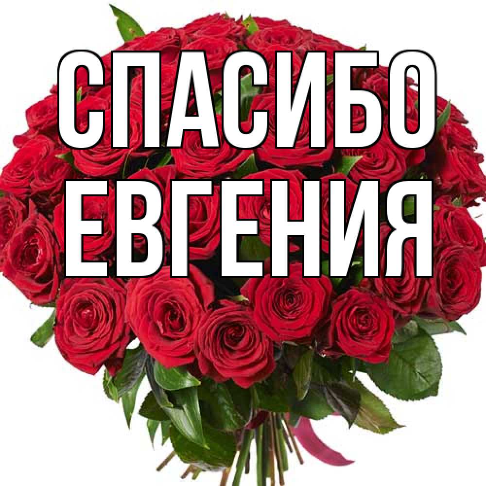 Открытка на каждый день с именем, Евгения Спасибо букет красных роз Прикольная открытка с пожеланием онлайн скачать бесплатно 
