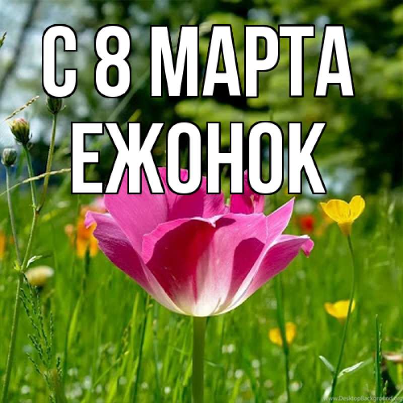 Картинка C 8 МАРТА, Ежонок