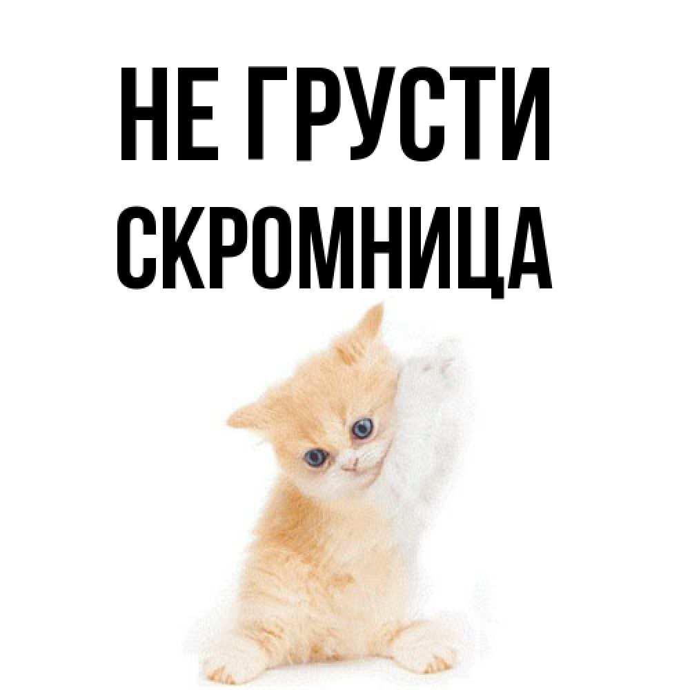 Открытка на каждый день с именем, Скромница Не грусти просящий кот Прикольная открытка с пожеланием онлайн скачать бесплатно 
