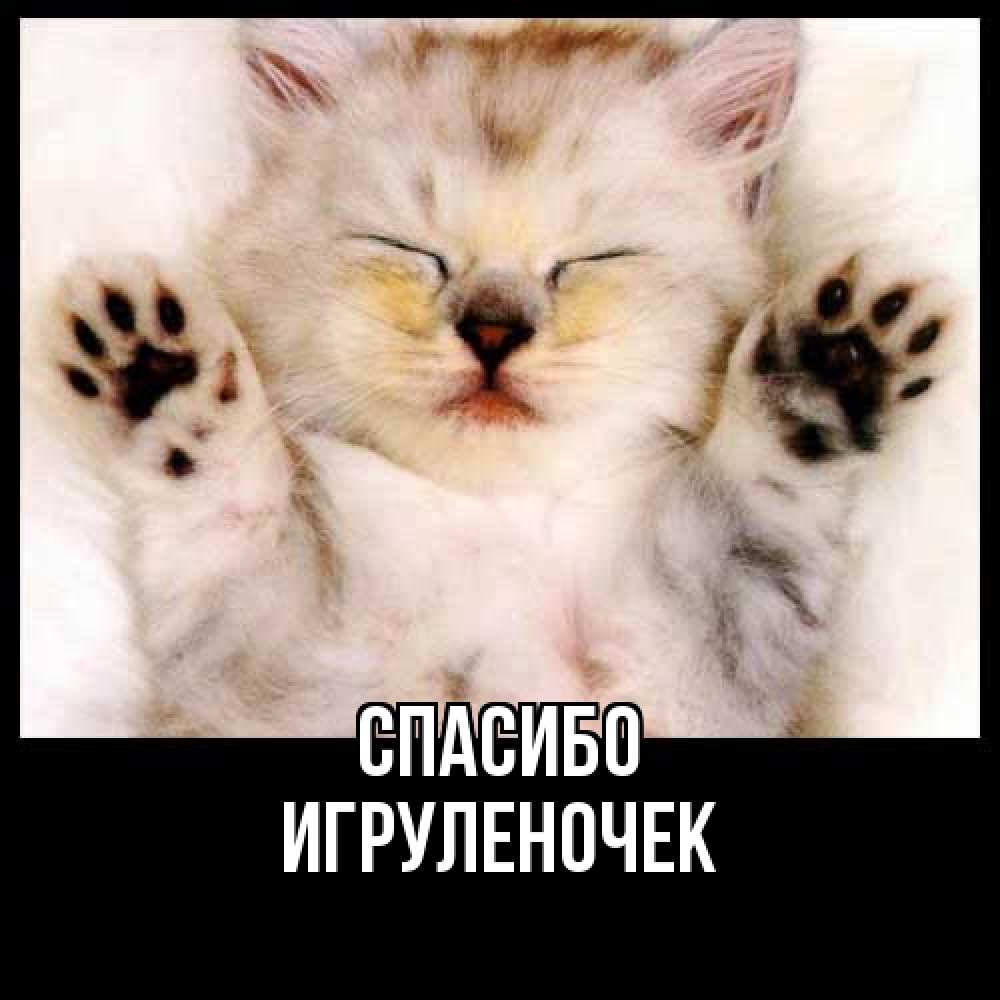 Открытка на каждый день с именем, Игpуленочек Спасибо маленький котенок Прикольная открытка с пожеланием онлайн скачать бесплатно 