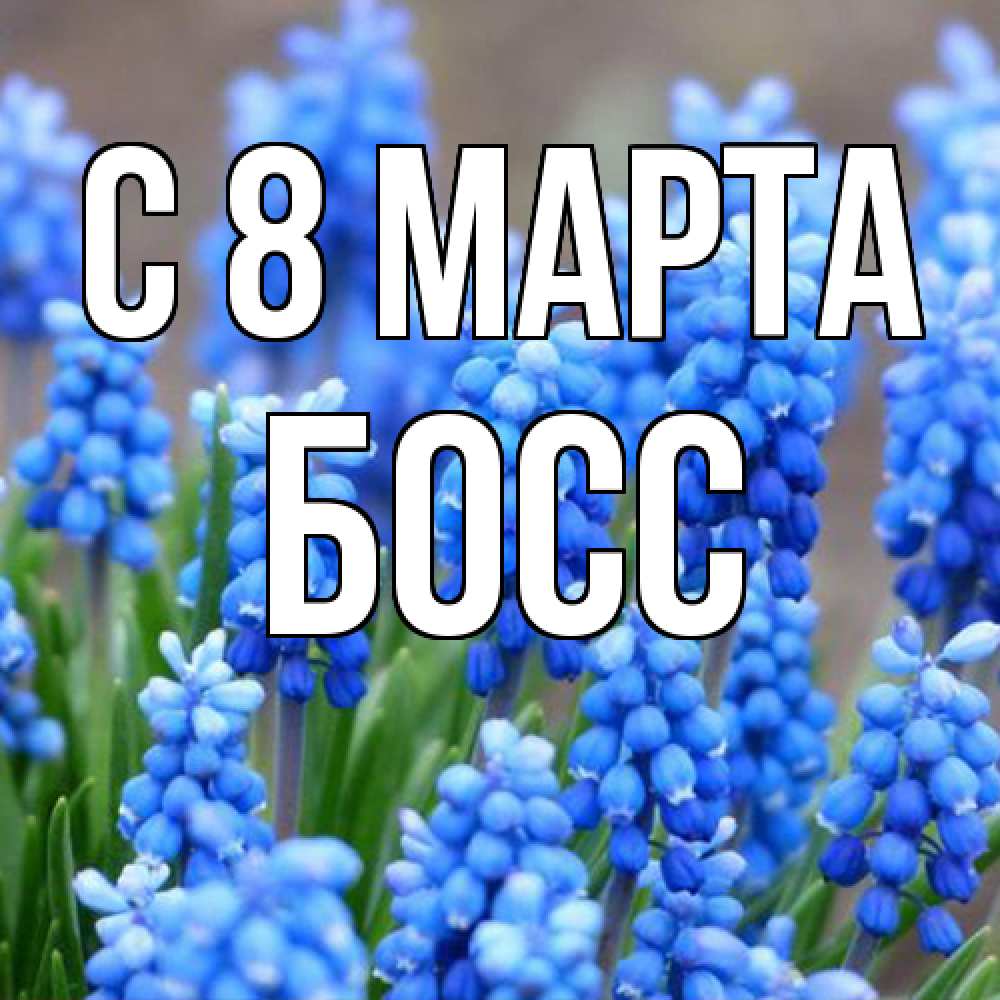 Открытка на каждый день с именем, Босс C 8 МАРТА Поздравительная открытка для женщин с цветами на праздничную дату Прикольная открытка с пожеланием онлайн скачать бесплатно 