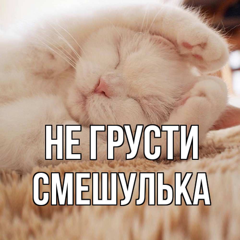 Открытка на каждый день с именем, Смешулька Не грусти белый кот Прикольная открытка с пожеланием онлайн скачать бесплатно 