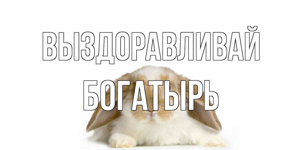 Открытка на каждый день с именем, Богатырь Выздоравливай вислоухий кролик белого и коричневого цвета Прикольная открытка с пожеланием онлайн скачать бесплатно 