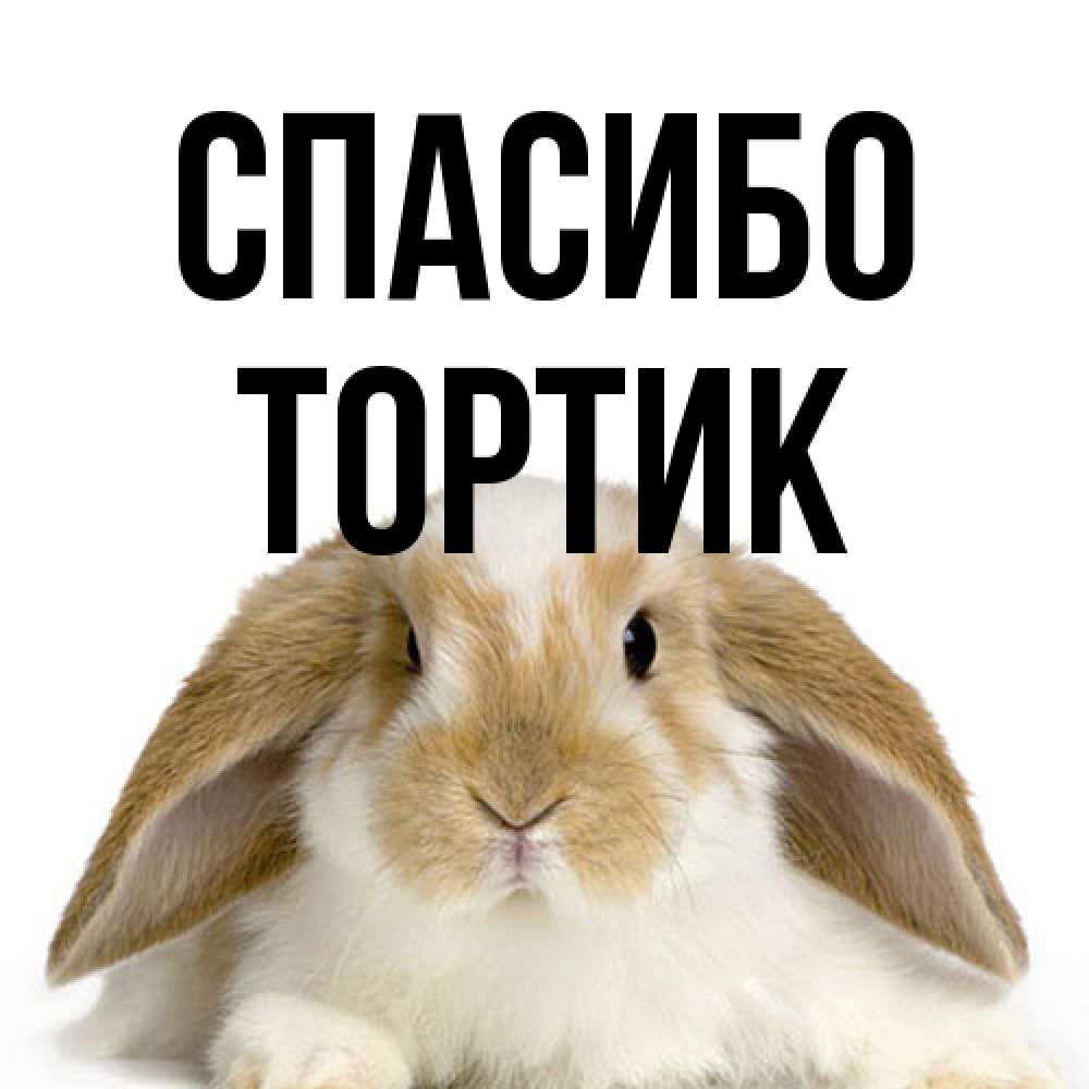 Открытка на каждый день с именем, Тортик Спасибо коричнево белый заяц Прикольная открытка с пожеланием онлайн скачать бесплатно 