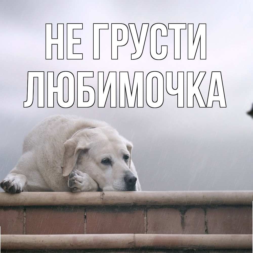 Открытка на каждый день с именем, Любимочка Не грусти белый пес 1 Прикольная открытка с пожеланием онлайн скачать бесплатно 