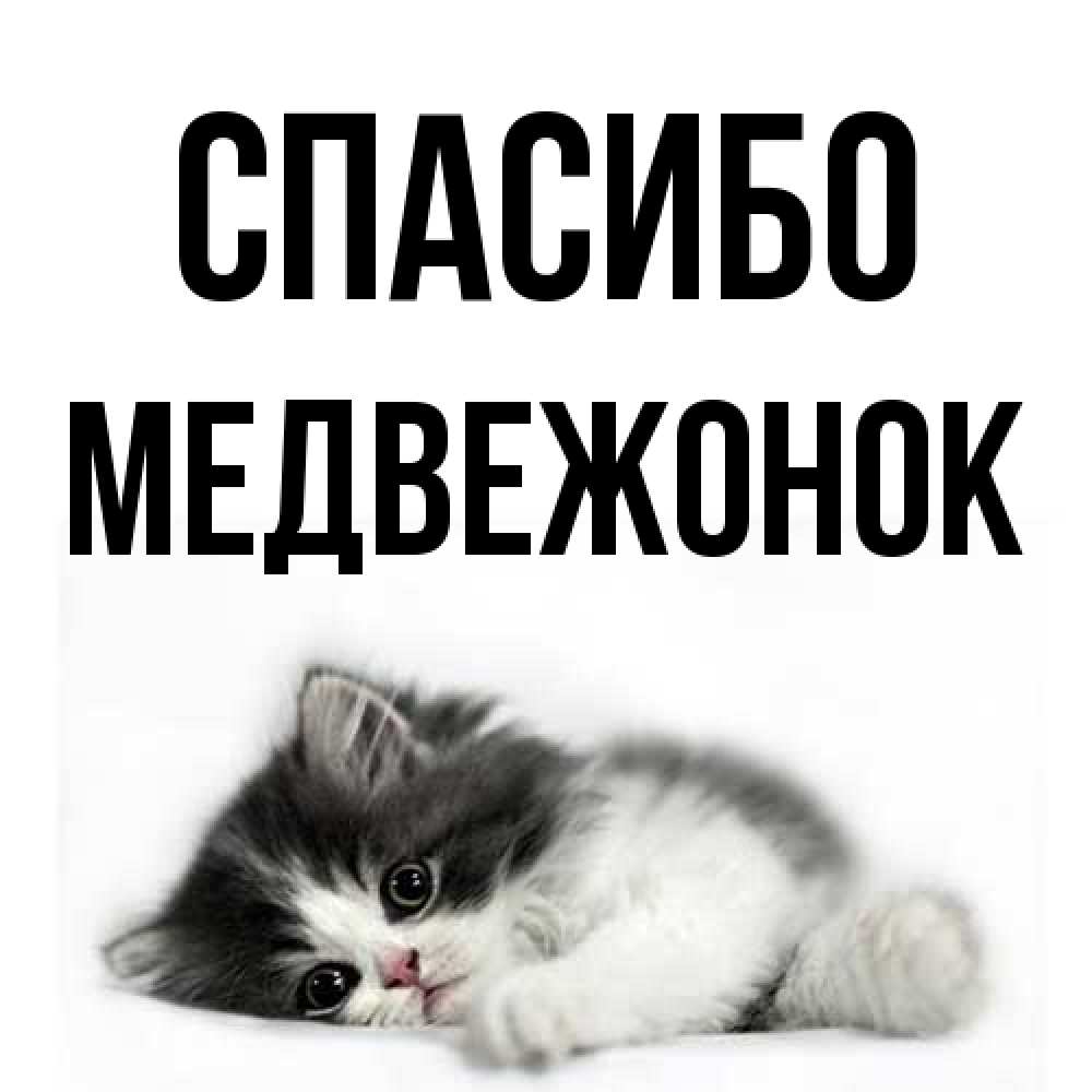 Открытка на каждый день с именем, медвежонок Спасибо черный и белый кот Прикольная открытка с пожеланием онлайн скачать бесплатно 