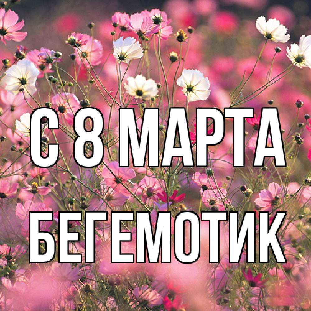 Открытка на каждый день с именем, Бегемотик C 8 МАРТА красиво 1 Прикольная открытка с пожеланием онлайн скачать бесплатно 