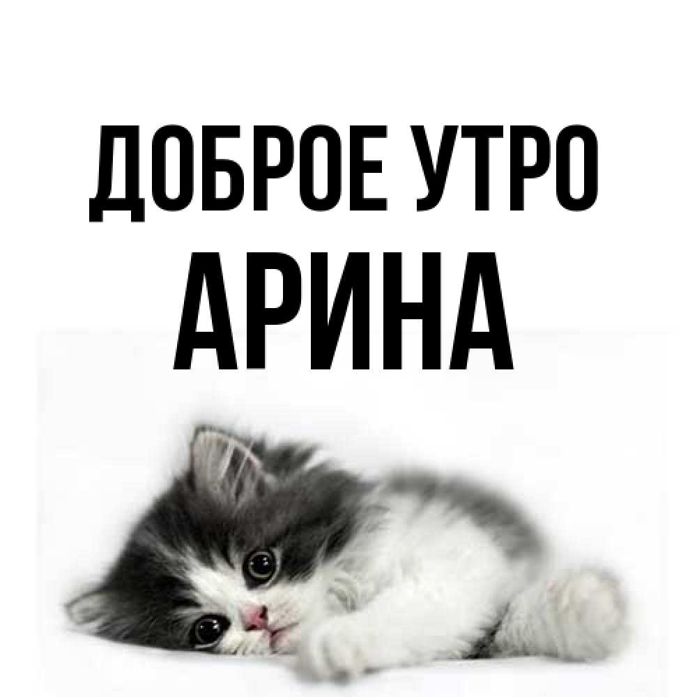 Открытка на каждый день с именем, Арина Доброе утро кот лапки Прикольная открытка с пожеланием онлайн скачать бесплатно 