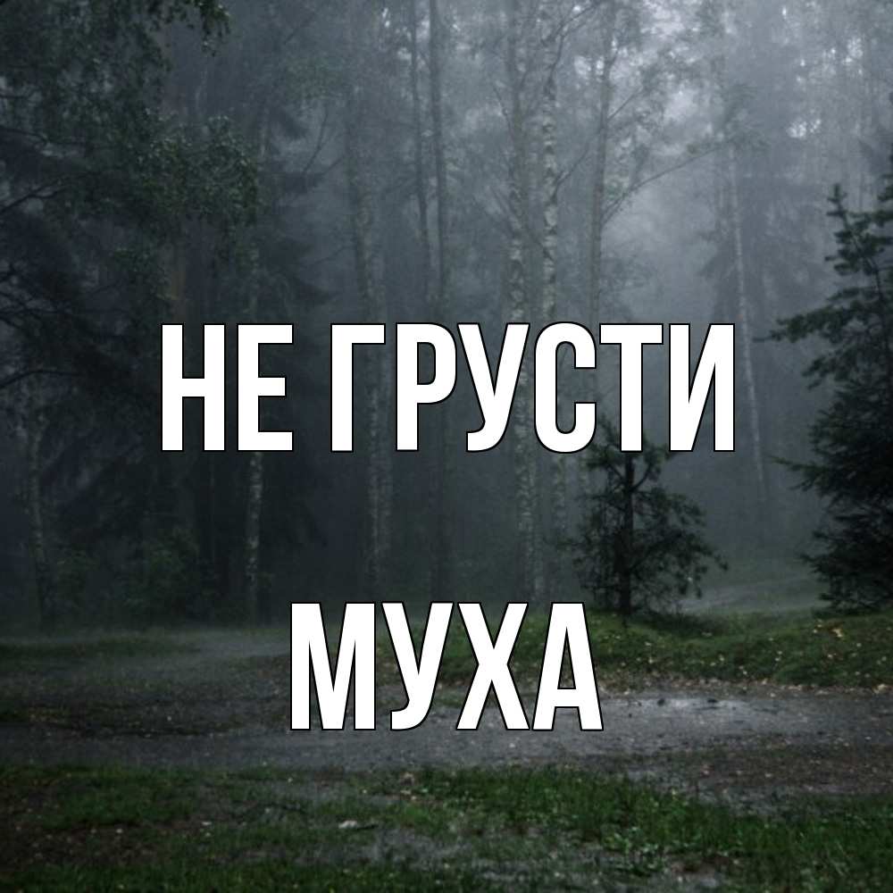 Открытка на каждый день с именем, Муха Не грусти осень Прикольная открытка с пожеланием онлайн скачать бесплатно 