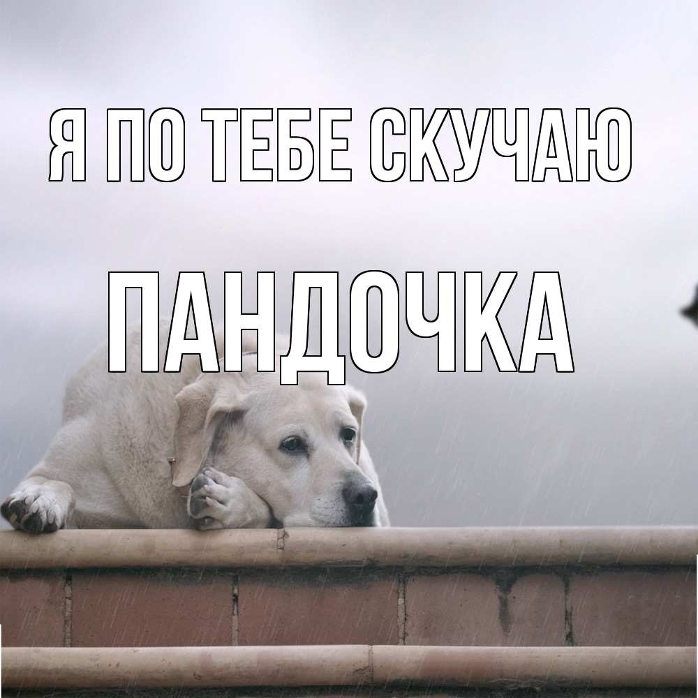 Открытка на каждый день с именем, пандочка Я по тебе скучаю ждет Прикольная открытка с пожеланием онлайн скачать бесплатно 