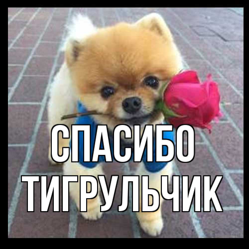 Открытка на каждый день с именем, Тигpульчик Спасибо спасибо и дарю тебе цветок Прикольная открытка с пожеланием онлайн скачать бесплатно 