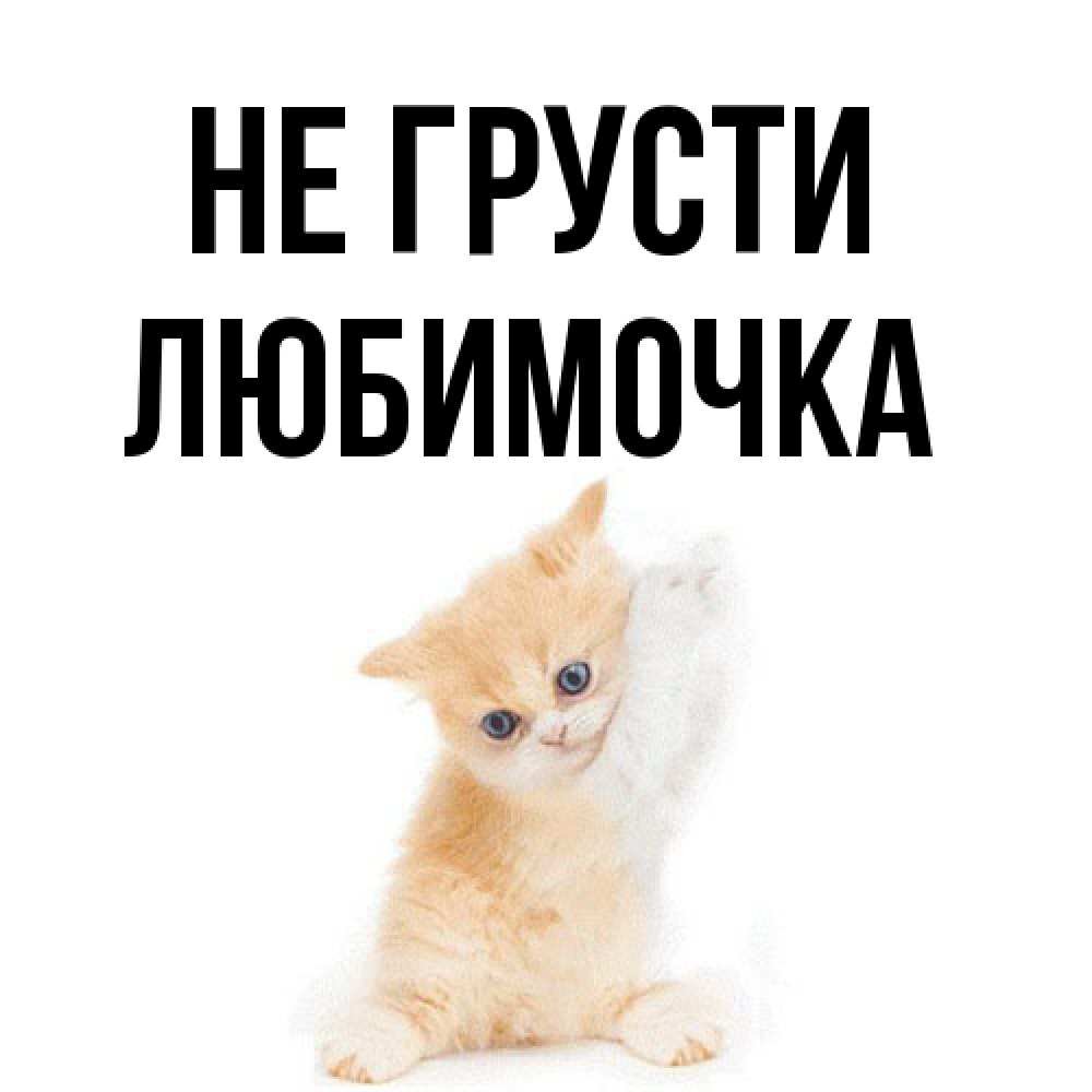Открытка на каждый день с именем, Любимочка Не грусти просящий кот Прикольная открытка с пожеланием онлайн скачать бесплатно 