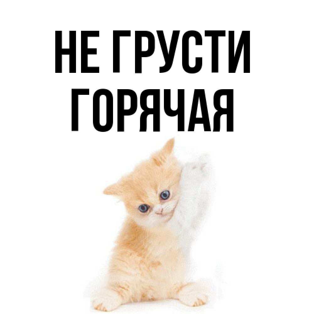 Открытка на каждый день с именем, горячая Не грусти просящий кот Прикольная открытка с пожеланием онлайн скачать бесплатно 
