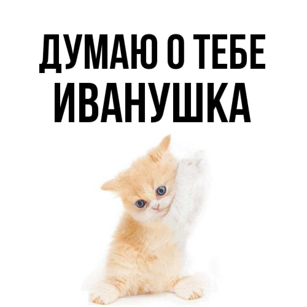Открытка на каждый день с именем, Иванушка Думаю о тебе зверушки и милота Прикольная открытка с пожеланием онлайн скачать бесплатно 