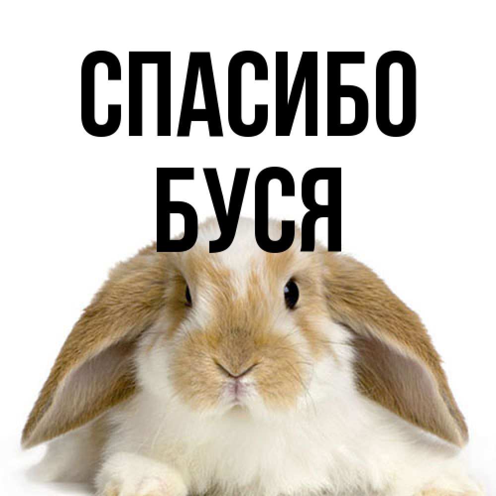 Открытка на каждый день с именем, Буся Спасибо коричнево белый заяц Прикольная открытка с пожеланием онлайн скачать бесплатно 