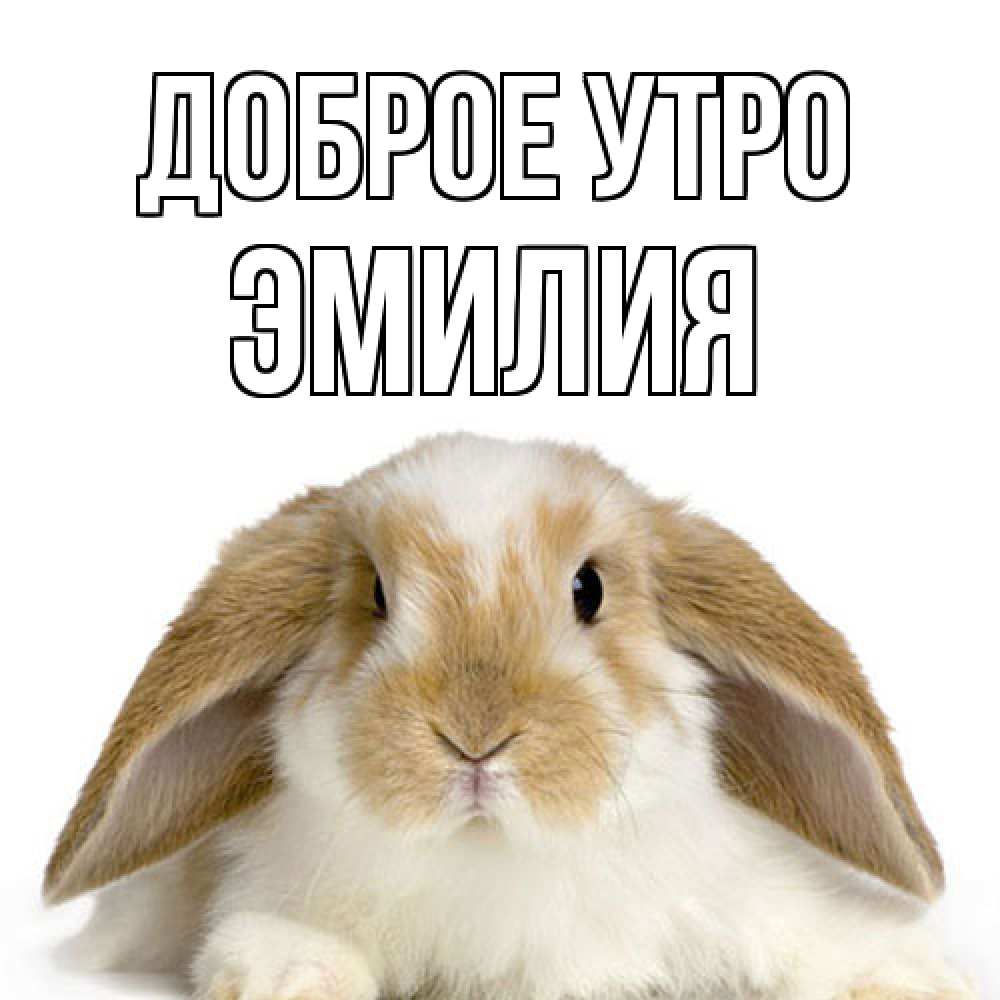 Открытка на каждый день с именем, Эмилия Доброе утро прикольные открытки на каждый день Прикольная открытка с пожеланием онлайн скачать бесплатно 