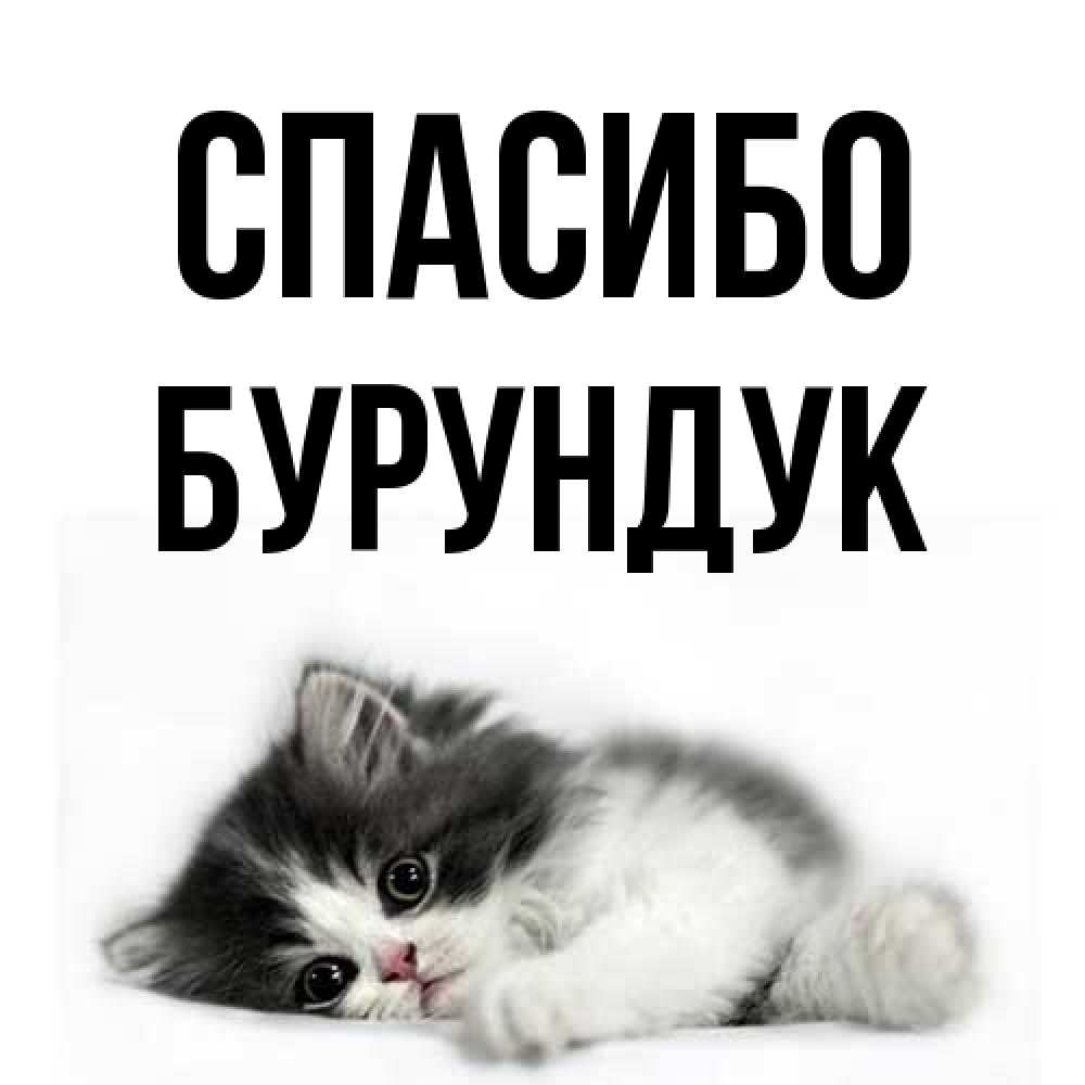 Открытка на каждый день с именем, Бурундук Спасибо черный и белый кот Прикольная открытка с пожеланием онлайн скачать бесплатно 