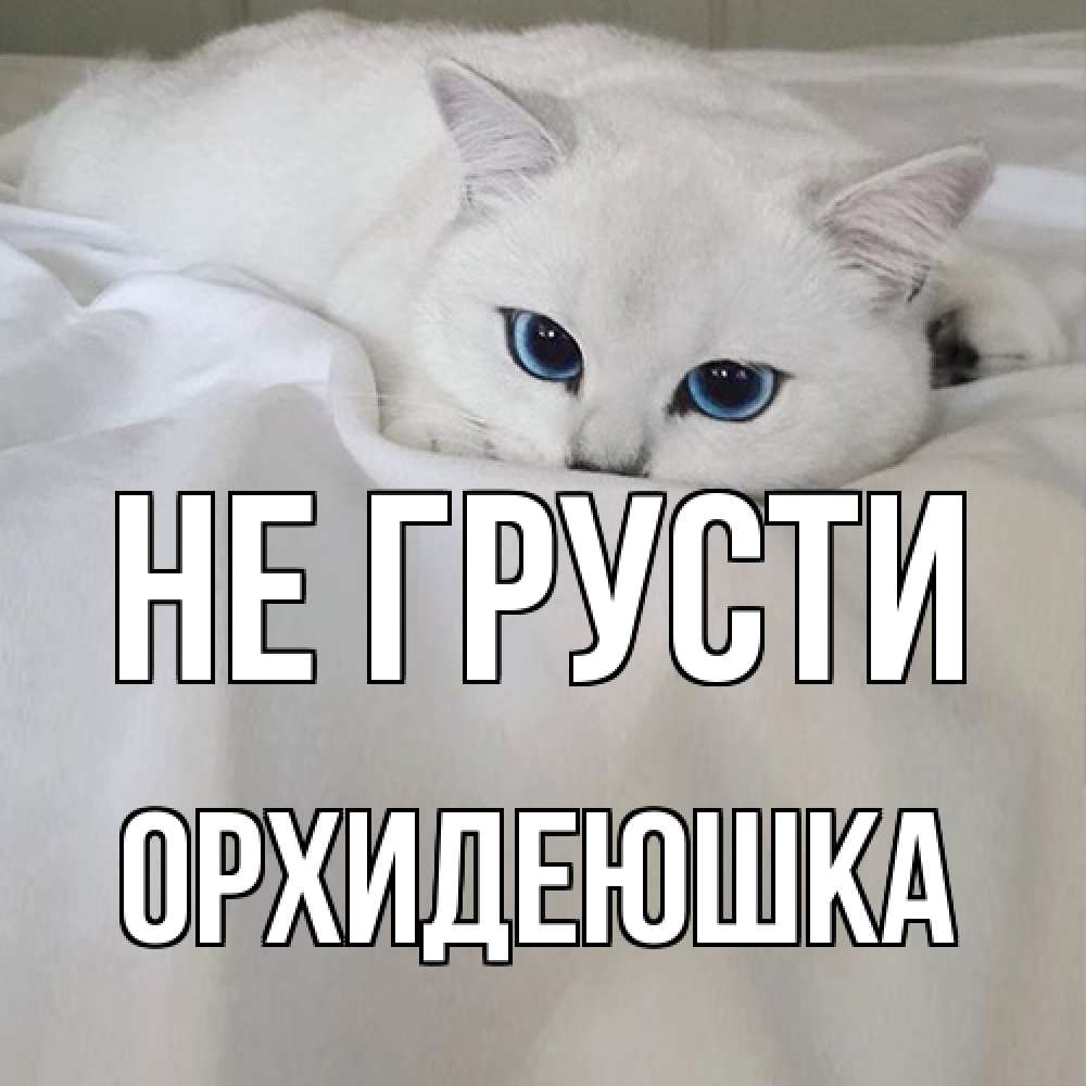 Открытка на каждый день с именем, Орхидеюшка Не грусти белый кот с голубыми глазами на белоснежной кровати Прикольная открытка с пожеланием онлайн скачать бесплатно 