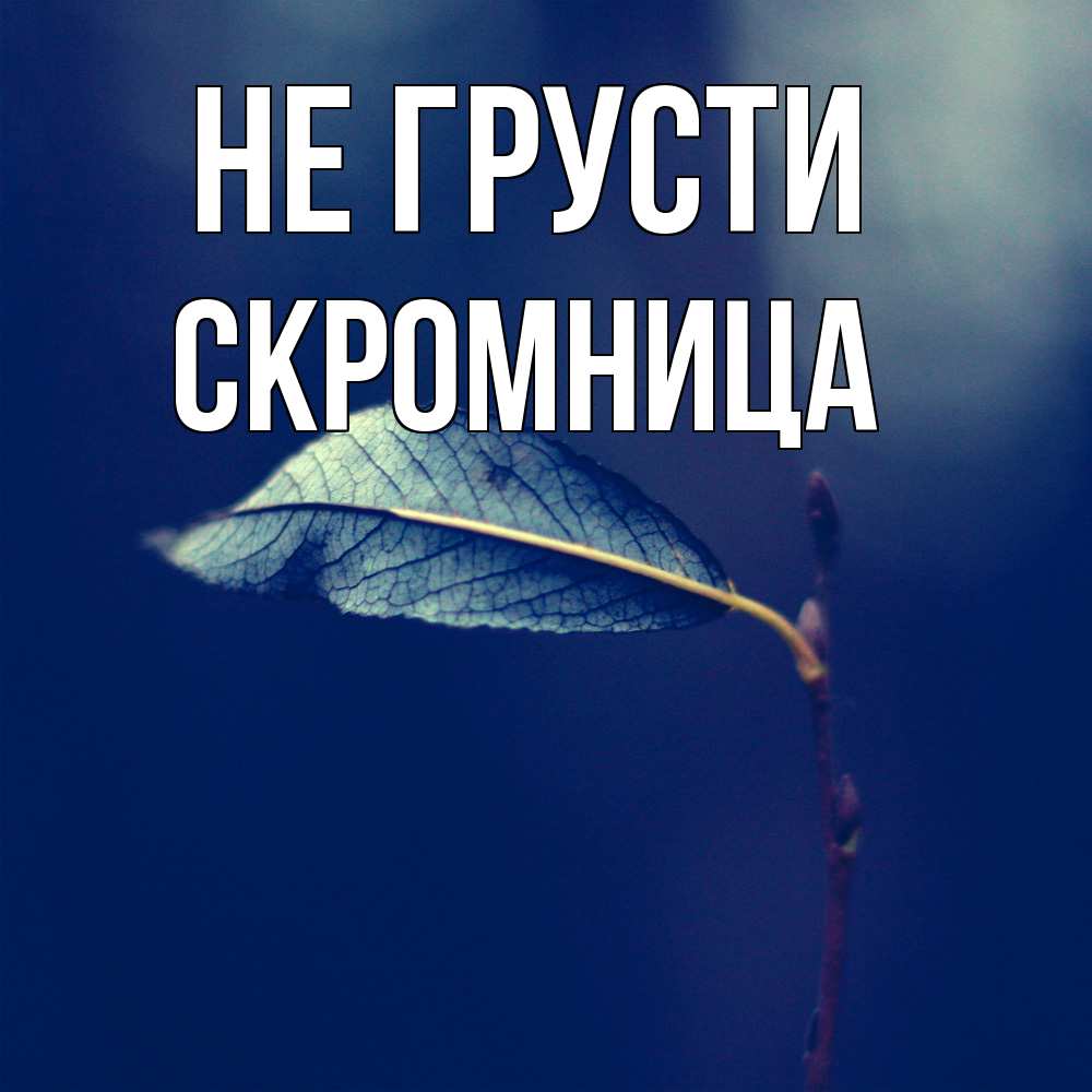 Открытка на каждый день с именем, Скромница Не грусти растение Прикольная открытка с пожеланием онлайн скачать бесплатно 