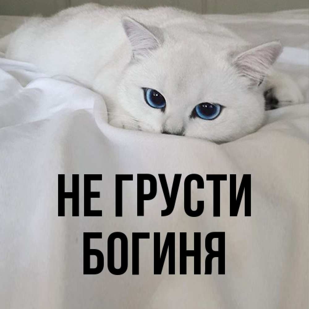 Открытка на каждый день с именем, Богиня Не грусти Голубоглазая кошка Прикольная открытка с пожеланием онлайн скачать бесплатно 