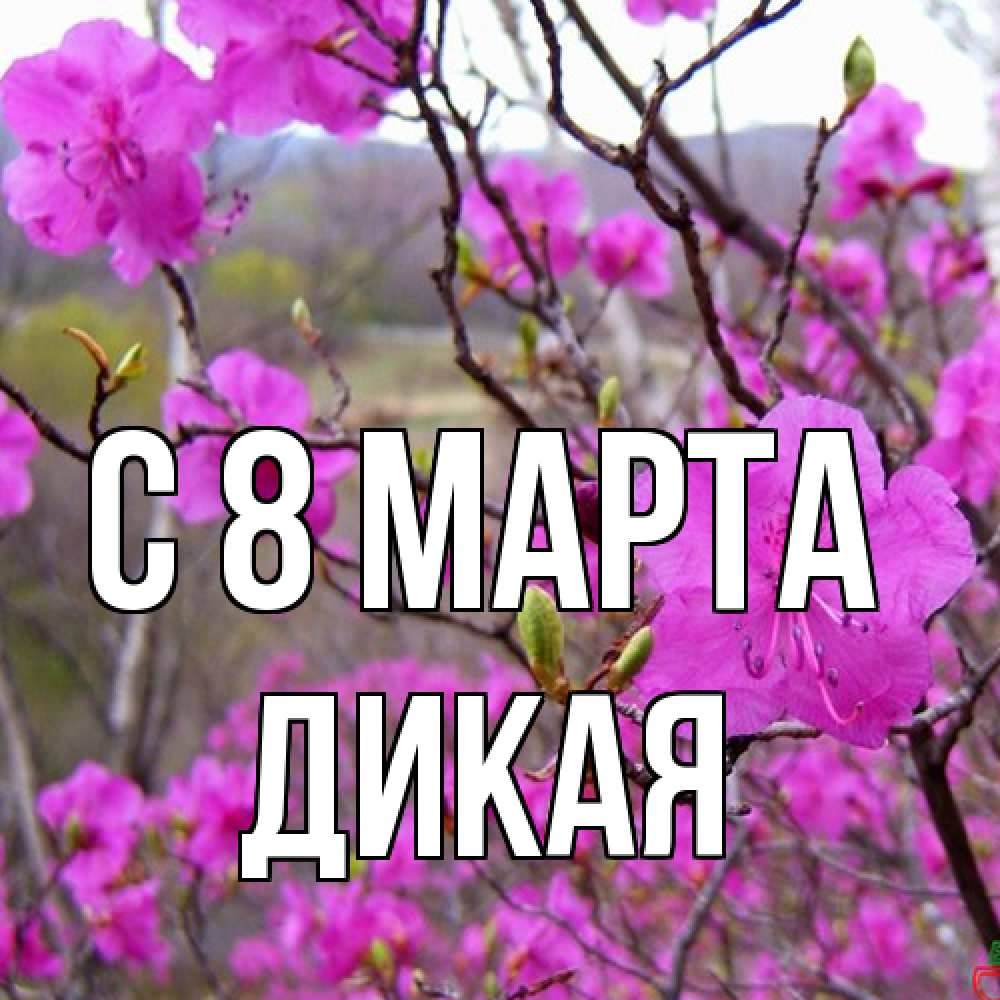 Открытка на каждый день с именем, дикая C 8 МАРТА международный женский день Прикольная открытка с пожеланием онлайн скачать бесплатно 