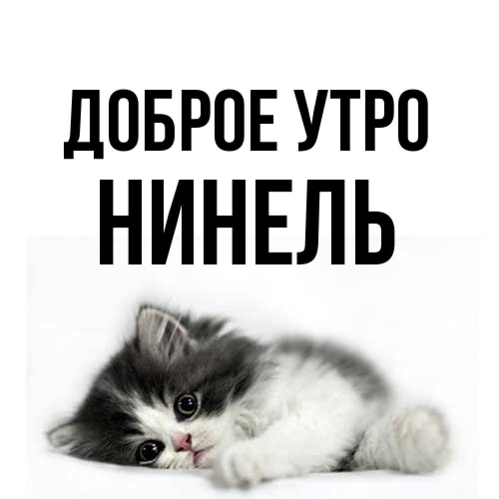 Открытка на каждый день с именем, Нинель Доброе утро кот лапки Прикольная открытка с пожеланием онлайн скачать бесплатно 
