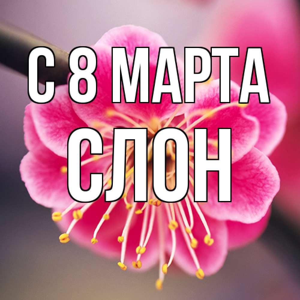 Открытка на каждый день с именем, Слон C 8 МАРТА цветы Прикольная открытка с пожеланием онлайн скачать бесплатно 