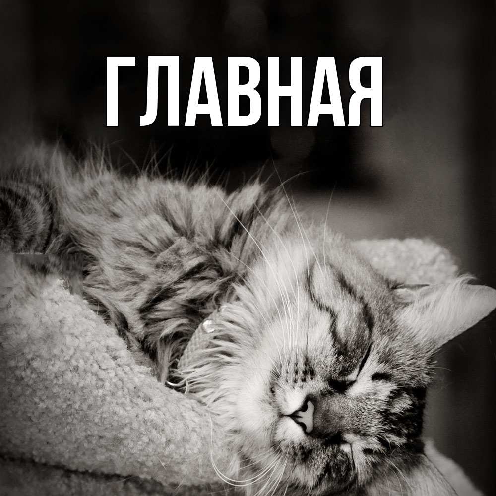 Открытка на каждый день с именем, настя Главная котярик пушистый Прикольная открытка с пожеланием онлайн скачать бесплатно 