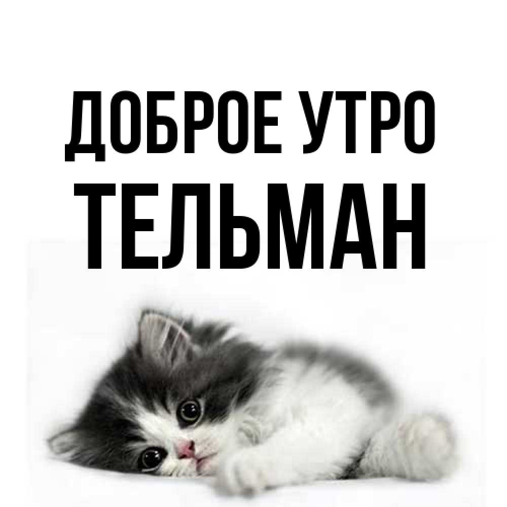 Открытка на каждый день с именем, Тельман Доброе утро кот лапки Прикольная открытка с пожеланием онлайн скачать бесплатно 